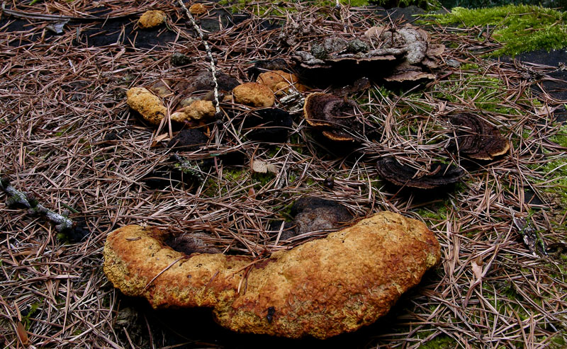 Giro in abetaia e pineta.